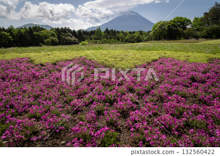 Shibazakura or Pink Moss Flowers, the beauty of a field of bright pink flowers, contrasting with the backdrop of the beautiful Mount Fuji of Japan. Shibazakura or Pink Moss Flowers, the beauty of a field of bright pink flowers, contrasting with the backdrop of the beautiful Mount Fuji of Japan. 132560422