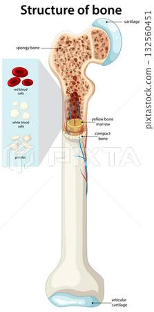 Human Long Bone Structure with Marrow and Blood Cells Human Long Bone Structure with Marrow and Blood Cells 132560451