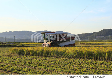 combine in the rice fields 132560490