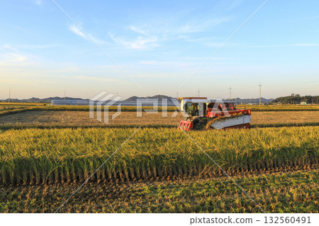 A rural scene of the rice harvesting with a combine harvester. 132560491