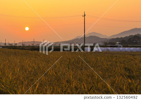 sunset in the rice fields 132560492