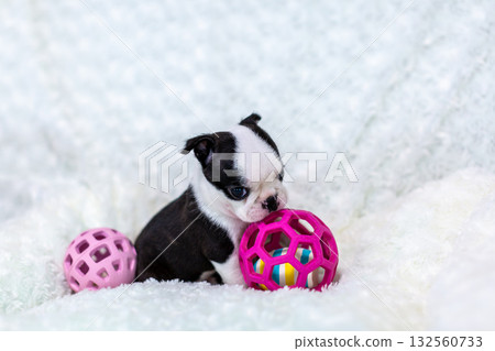 波士頓梗幼犬 波士頓梗幼犬 132560733