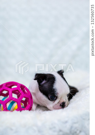 波士頓梗幼犬 波士頓梗幼犬 132560735