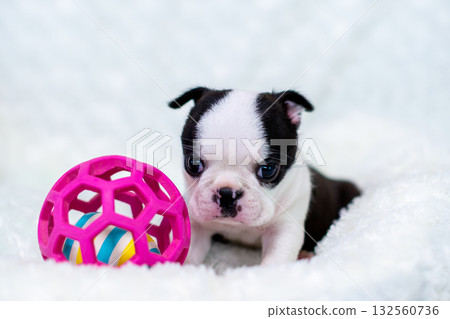 波士頓梗幼犬 波士頓梗幼犬 132560736