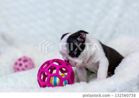 波士頓梗幼犬 132560738