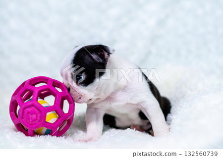 波士頓梗幼犬 132560739