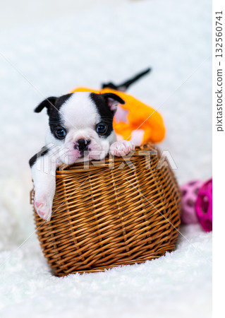 波士頓梗幼犬 波士頓梗幼犬 132560741