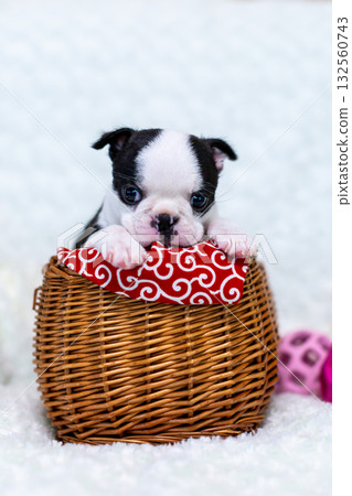 波士頓梗幼犬 132560743