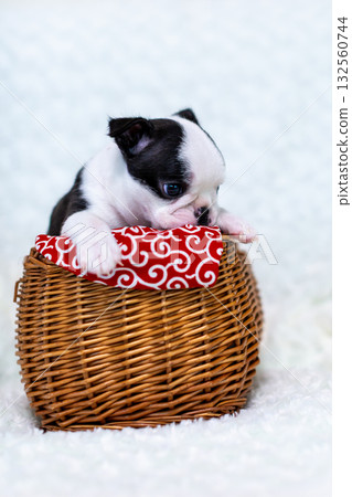 波士頓梗幼犬 波士頓梗幼犬 132560744