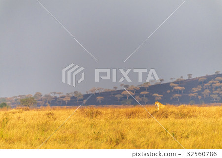 Female lion in the Serengeti 132560786