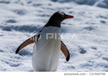 Close-up of a Gentoo Penguin on Trinity Island. 132560790