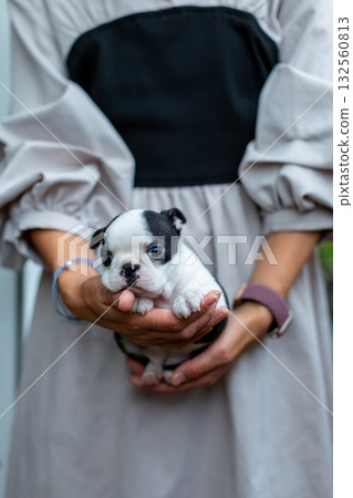 波士頓梗幼犬和女人 132560813