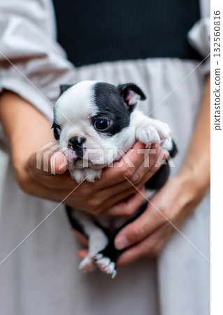 Boston terrier puppy and woman 132560816