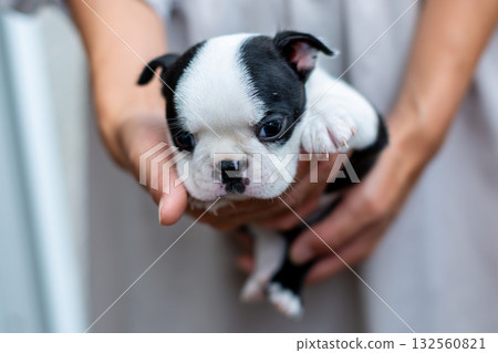 波士頓梗幼犬和女人 132560821