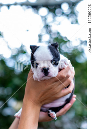 波士頓梗幼犬和女人 波士頓梗幼犬和女人 132560908