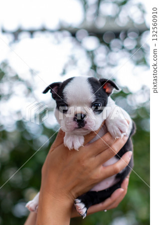 波士頓梗幼犬和女人 132560910