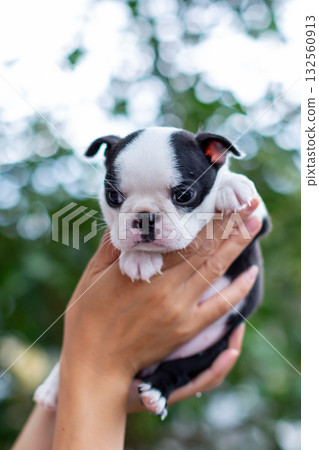 波士頓梗幼犬和女人 132560913