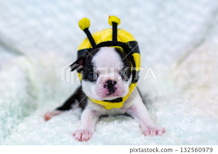 波士頓梗幼犬 波士頓梗幼犬 132560979