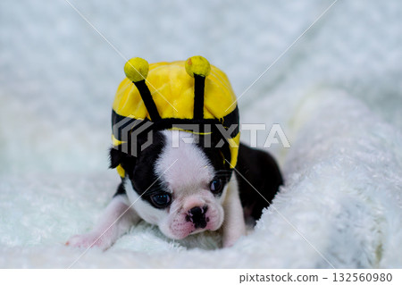 波士頓梗幼犬 波士頓梗幼犬 132560980