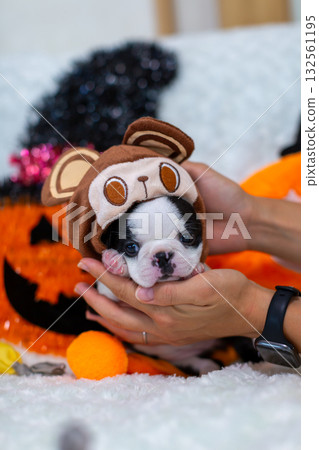 Halloween Boston Terrier puppy 132561195