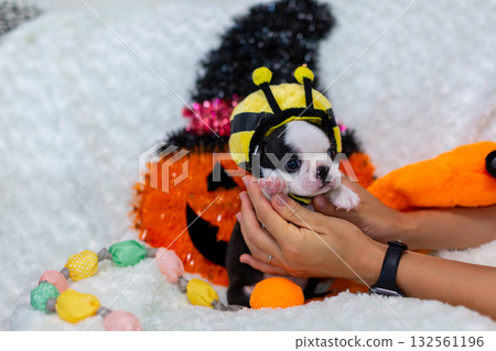 Halloween Boston Terrier puppy 132561196