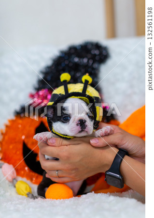 萬聖節波士頓梗幼犬 132561198