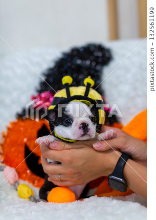 Halloween Boston Terrier puppy 132561199