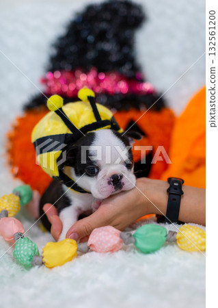 萬聖節波士頓梗幼犬 萬聖節波士頓梗幼犬 132561200