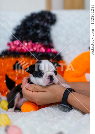 波士頓梗幼犬 波士頓梗幼犬 132561252