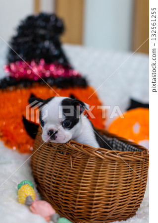 Boston Terrier puppy Boston Terrier puppy 132561255