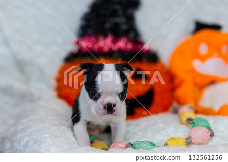 波士頓梗幼犬 波士頓梗幼犬 132561256