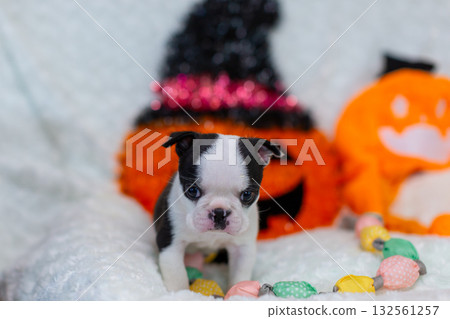 波士頓梗幼犬 波士頓梗幼犬 132561257