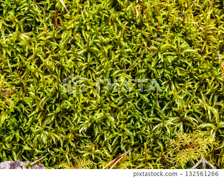 Green moss on the ground in the forest close up. Natural background 132561266