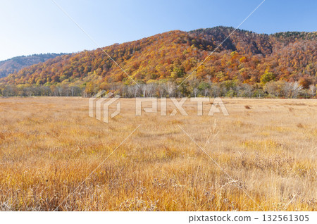 從群馬縣片科村尾澤原看到的秋葉和青草 132561305