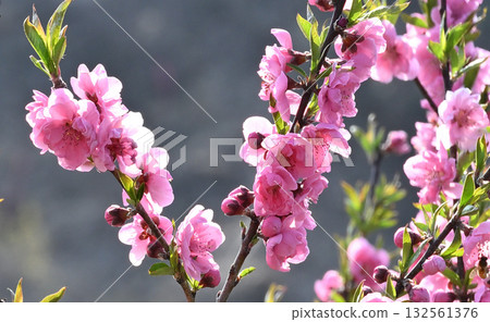 桃花盛開,鄉村早春,微距鏡頭攝影,東秩父村 桃花盛開,鄉村早春,微距鏡頭攝影,東秩父村 132561376