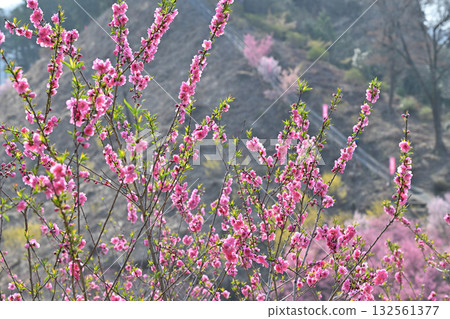 東秩父村早春盛開的桃花 132561377