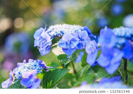 Hydrangeas on the mountain, Mt. Sankane, Nishio City, Aichi Prefecture Hydrangeas on the mountain, Mt. Sankane, Nishio City, Aichi Prefecture 132561546