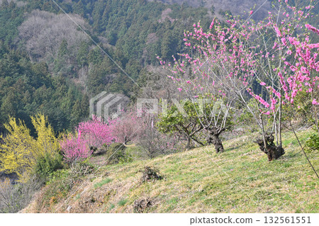 早春桃花村 東秩父村 132561551
