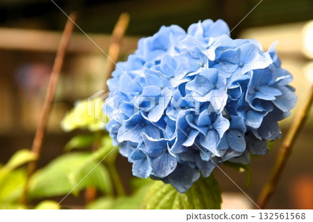 Blue-purple hydrangeas blooming in the rainy season with a touch of sadness 132561568
