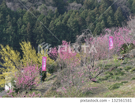 Early Spring Village of Flowering Peach Blossoms, Higashichichibu Village Early Spring Village of Flowering Peach Blossoms, Higashichichibu Village 132561581