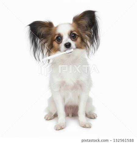 Papillon brushing his own teeth Papillon brushing his own teeth 132561588