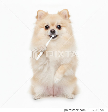 Pomeranian brushing his own teeth Pomeranian brushing his own teeth 132561589