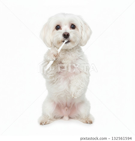 馬耳他人自己刷牙 132561594