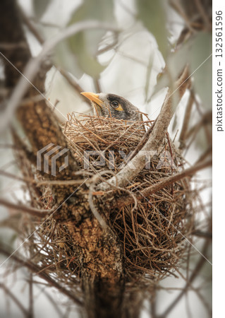 Noisy Miner in nest Noisy Miner in nest 132561596
