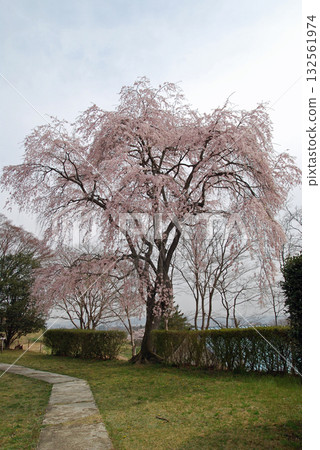 Weeping cherry blossoms at Hebi-no-hana (Hebi-no-hana Amusement Park), a town of flowers and history in Motomiya City, Fukushima Prefecture 132561974