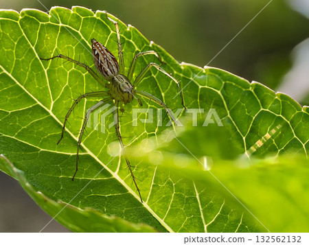 一隻蜘蛛在樹葉上等待獵物 132562132