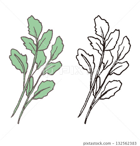 手繪歐芹 132562383
