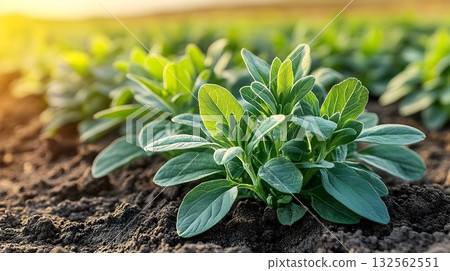 Lush green plants growing in a sunny field agriculture and nature 132562551