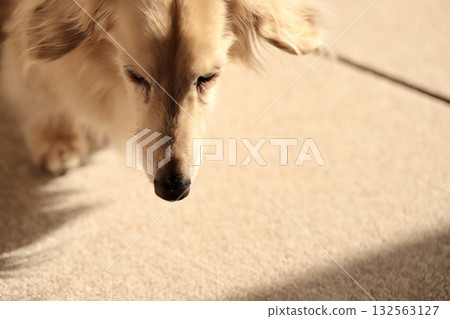Senior miniature dachshund with tear stains Senior miniature dachshund with tear stains 132563127