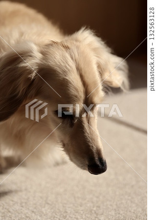 Senior miniature dachshund with tear stains Senior miniature dachshund with tear stains 132563128
